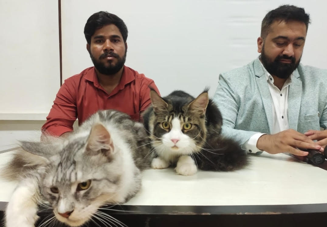एक हजार मांजरांना एकाच वेळी पाहण्याची संधी